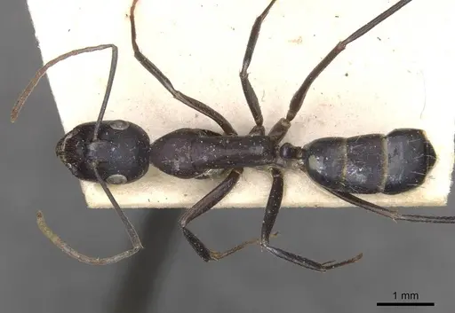 Camponotus thraso - CASENT0910125