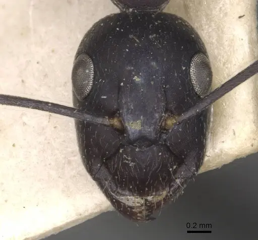 Camponotus thraso - CASENT0910125