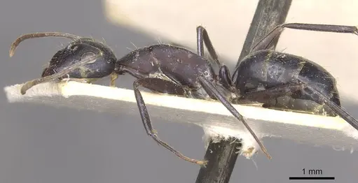 Camponotus thraso - CASENT0910125