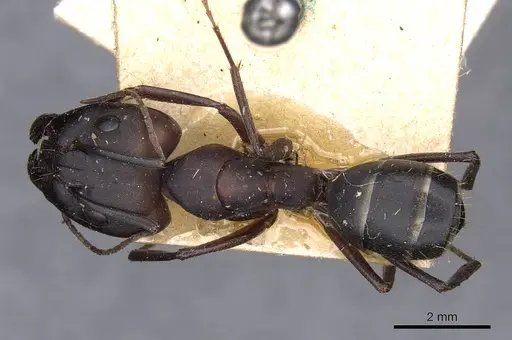 Camponotus thraso - CASENT0910126