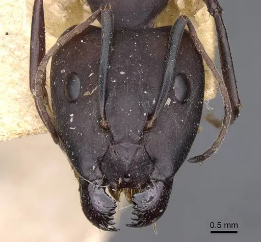 Camponotus thraso - CASENT0910126