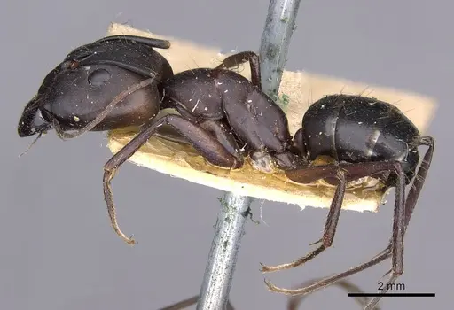 Camponotus thraso - CASENT0910126