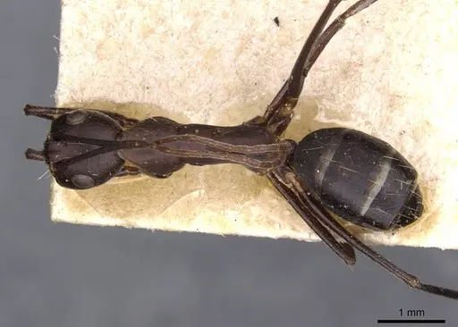 Camponotus thraso - CASENT0910127