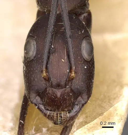 Camponotus thraso - CASENT0910127