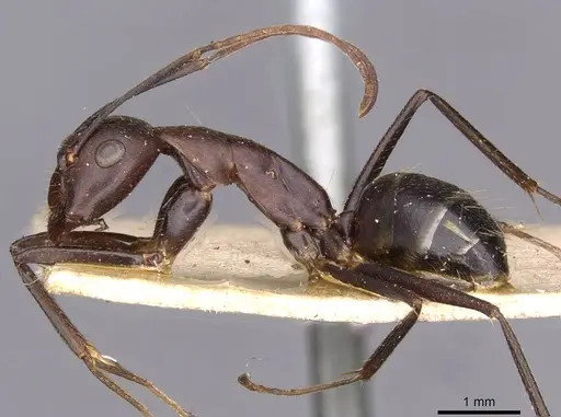 Camponotus thraso - CASENT0910127