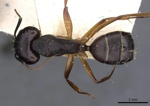 Camponotus thraso - CASENT0910128
