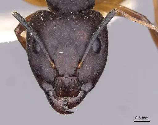 Camponotus thraso - CASENT0910128