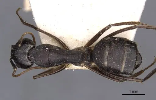 Camponotus thraso - CASENT0910129