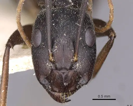 Camponotus thraso - CASENT0910129