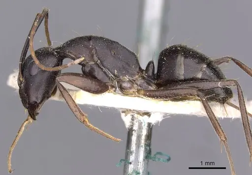 Camponotus thraso - CASENT0910129
