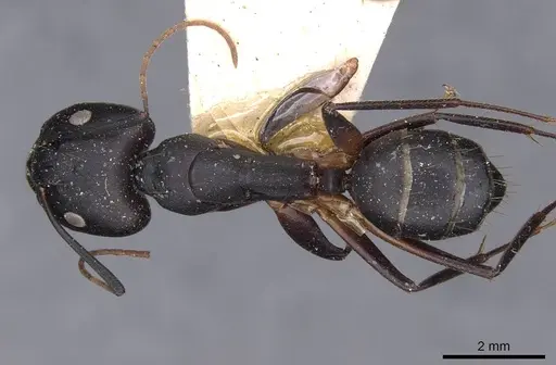 Camponotus thraso - CASENT0910130