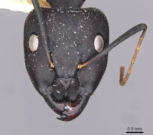 Camponotus thraso - CASENT0910130