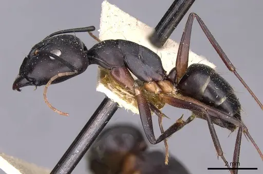 Camponotus thraso - CASENT0910130