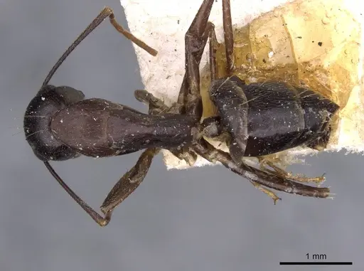 Camponotus thraso - CASENT0910131