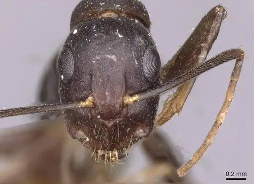 Camponotus thraso - CASENT0910131