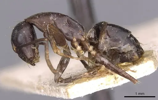 Camponotus thraso - CASENT0910131