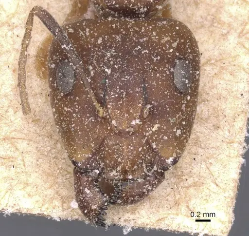 Camponotus thraso - CASENT0912069