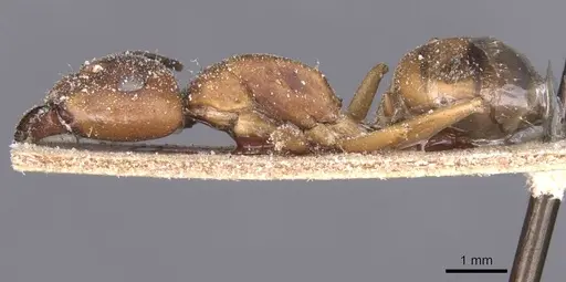 Camponotus thraso - CASENT0912069