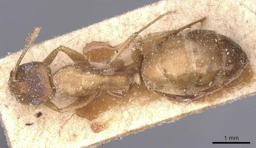 Camponotus thraso - CASENT0912070