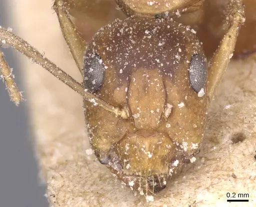 Camponotus thraso - CASENT0912070