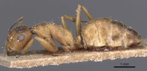 Camponotus thraso - CASENT0912070