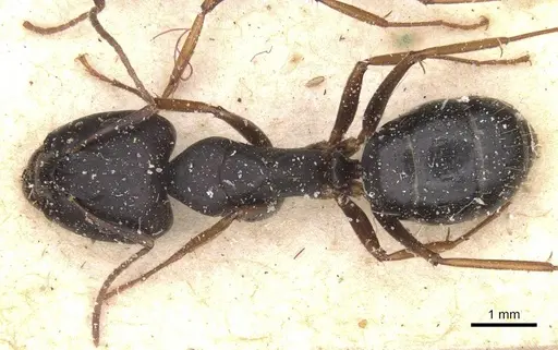 Camponotus thraso - CASENT0912071