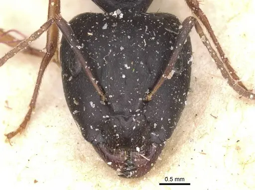 Camponotus thraso - CASENT0912071