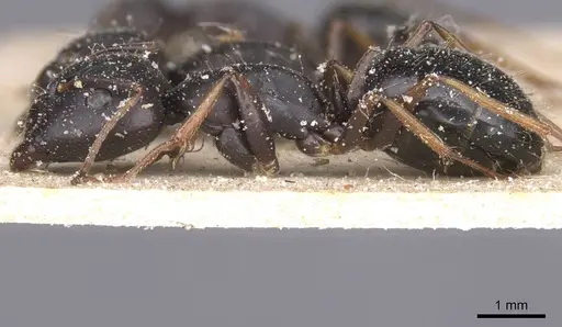 Camponotus thraso - CASENT0912071