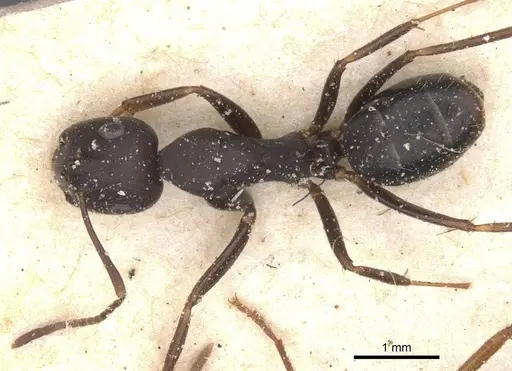 Camponotus thraso - CASENT0912072