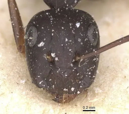 Camponotus thraso - CASENT0912072