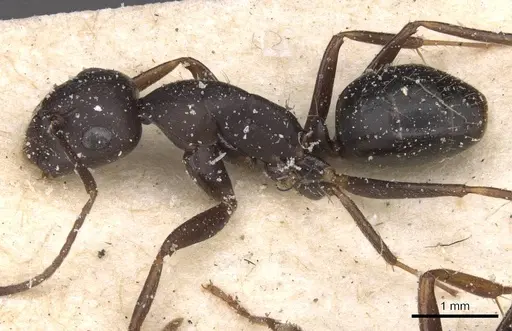 Camponotus thraso - CASENT0912072