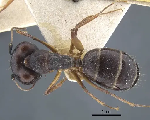 Camponotus thraso - CASENT0917150