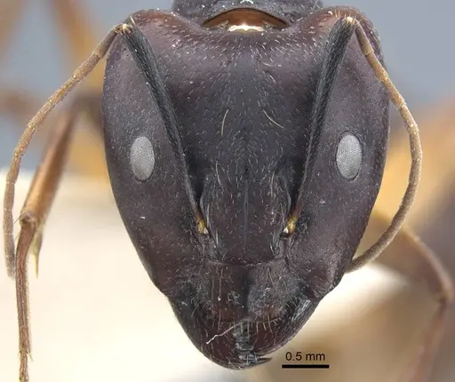 Camponotus thraso - CASENT0917150