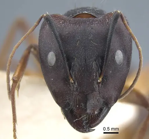 Camponotus thraso - CASENT0917150