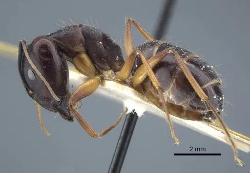 Camponotus thraso - CASENT0917150
