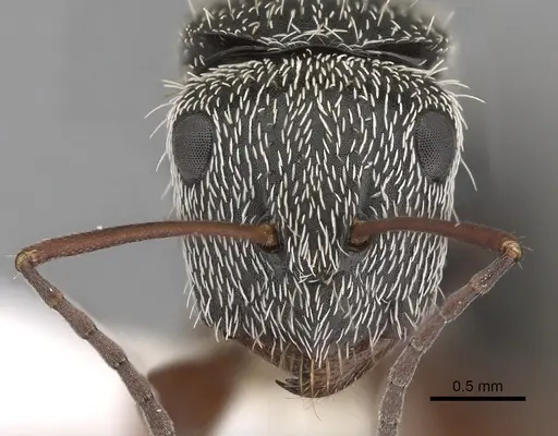 Camponotus thysanopus specimen