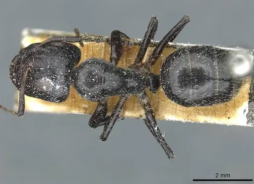 Camponotus tilhoi specimen