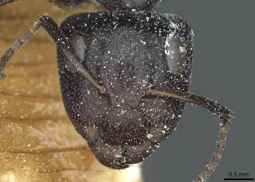 Camponotus tilhoi specimen
