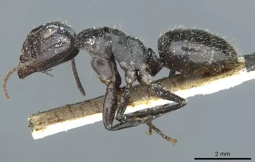 Camponotus tilhoi specimen
