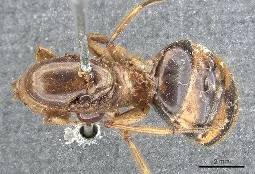 Camponotus tinctus specimen