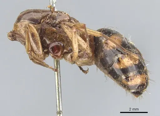 Camponotus tinctus specimen