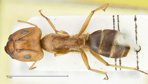 Camponotus tinctus - FOCOL2386