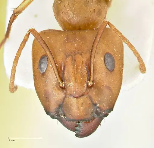 Camponotus tinctus - FOCOL2386