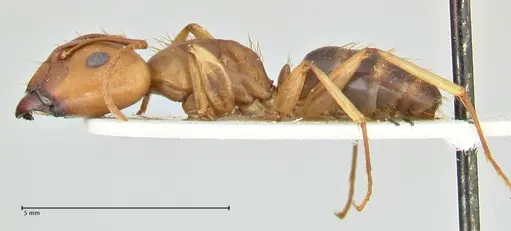 Camponotus tinctus - FOCOL2386