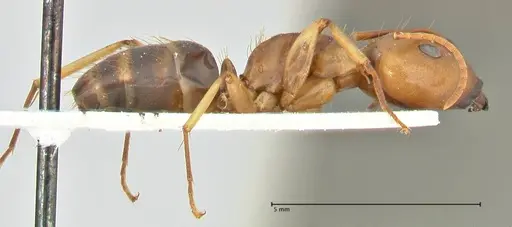 Camponotus tinctus - FOCOL2386