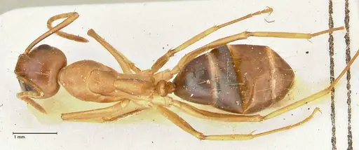 Camponotus tinctus - FOCOL2387