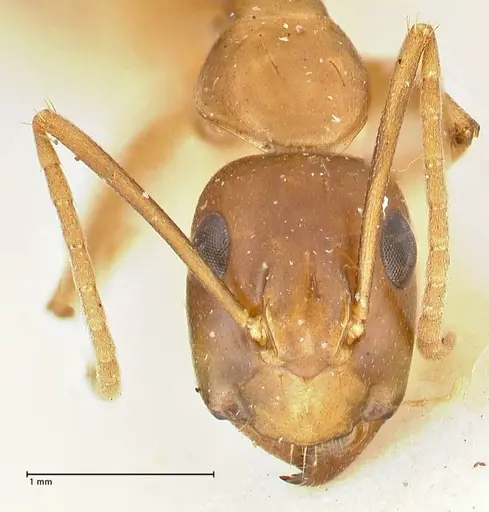 Camponotus tinctus - FOCOL2387