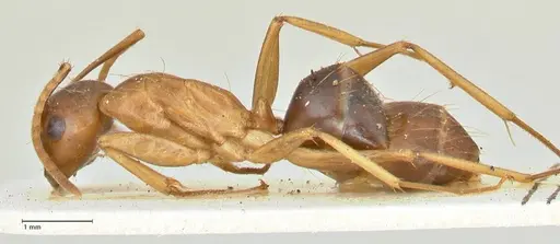 Camponotus tinctus - FOCOL2387