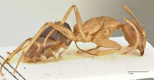 Camponotus tinctus - FOCOL2387