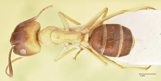 Camponotus tinctus - FOCOL2388